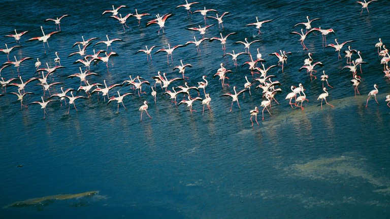 Lake Magadi, Kenya 1920x1080.jpg