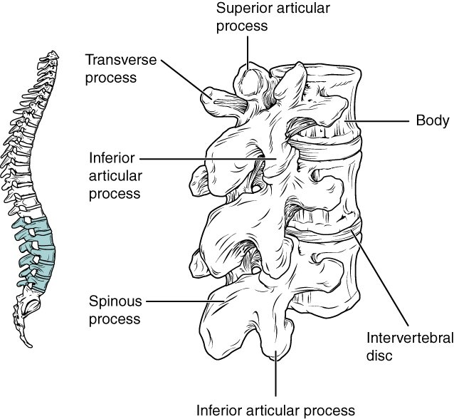 725_Lumbar_Vertebrae.jpg