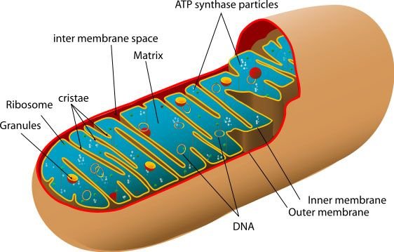 562px-Diagram_of_a_human_mitochondrion_svg20copy.jpg