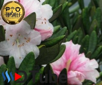 Chinese-Rhododendron.jpg