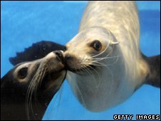 _45478364_seals_getty_226.jpg