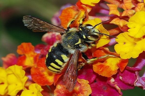 600px-Anthidium_February_2008-1.jpg