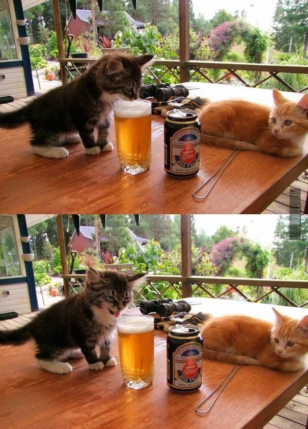 Kittens-first-beer-Dont-worry-youll-develop-a-taste-for-it.jpg