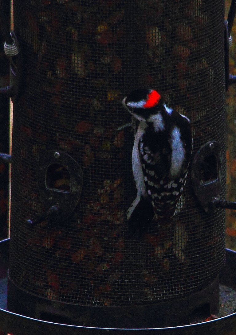 downy woodpecker PFW19-22sun.JPG