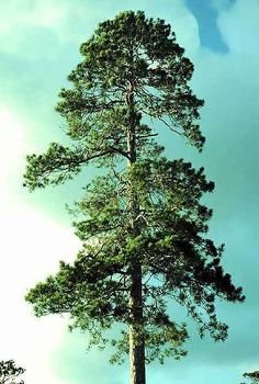 1-1 9f172c160e4820f0b0c49e5d3003ab97--pine-tree-tattoo-tree-tattoos.jpg