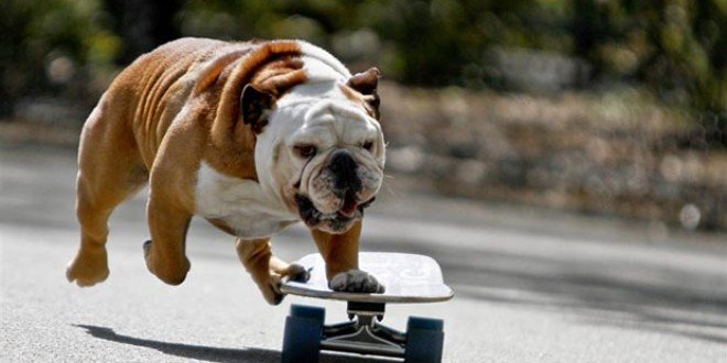 SKATER DOG.jpg