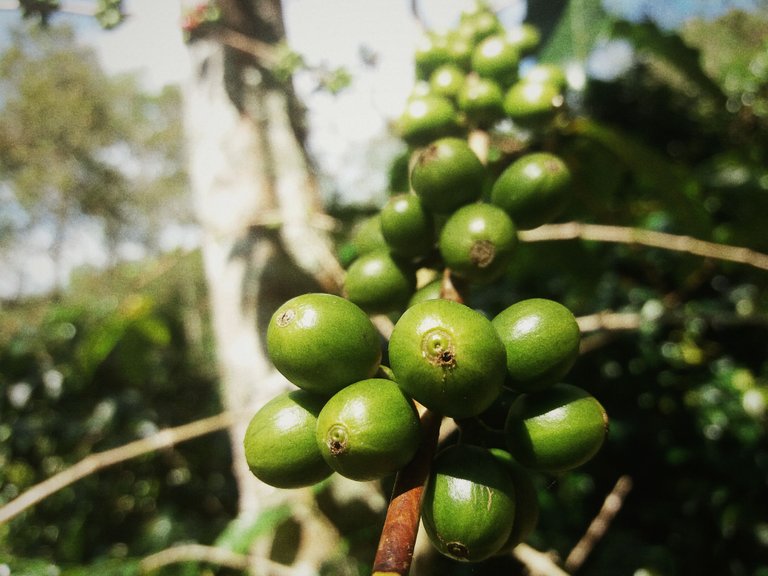 kopi hijau 1.jpg