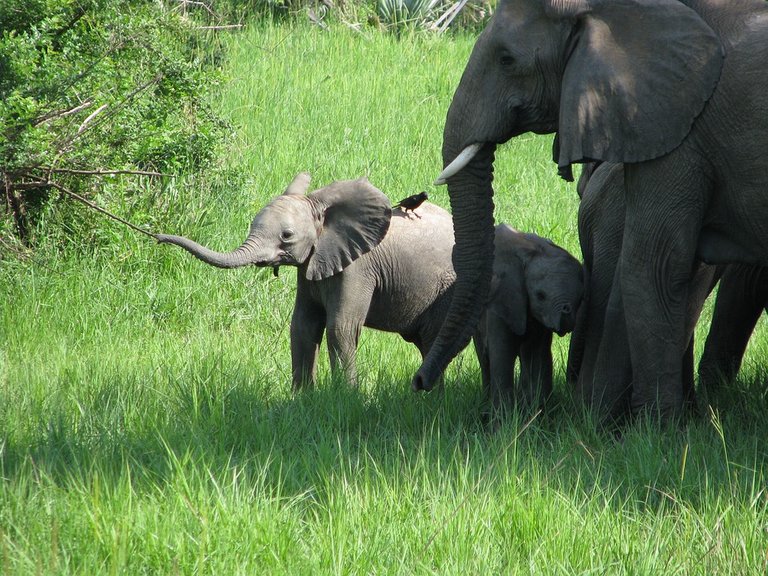 elephants-194250_960_720.jpg