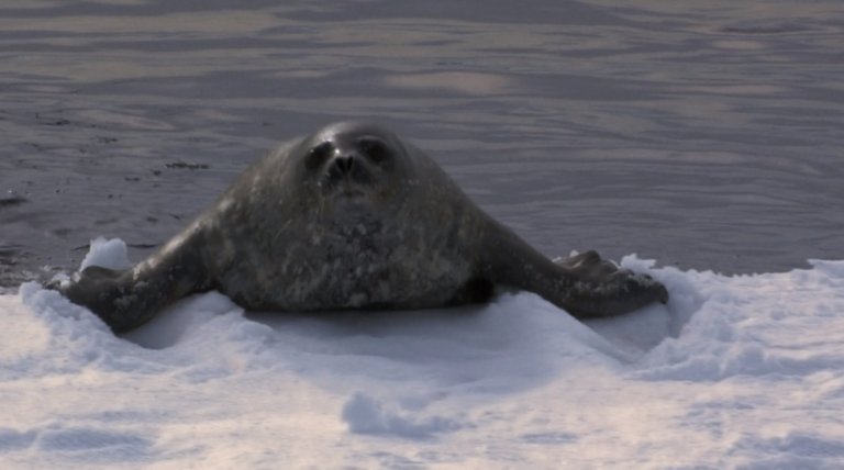 sealpic4.jpg