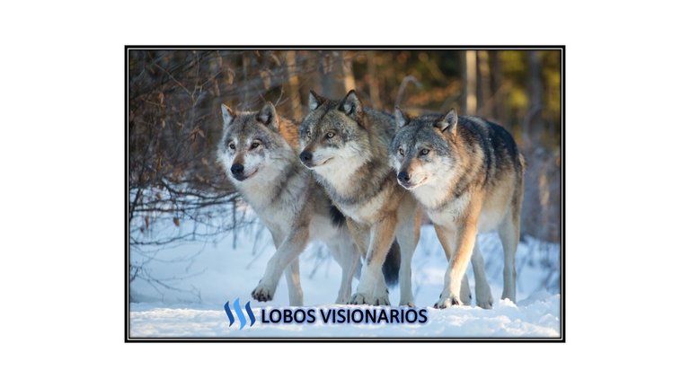 LOBOS STEEMIT.jpg