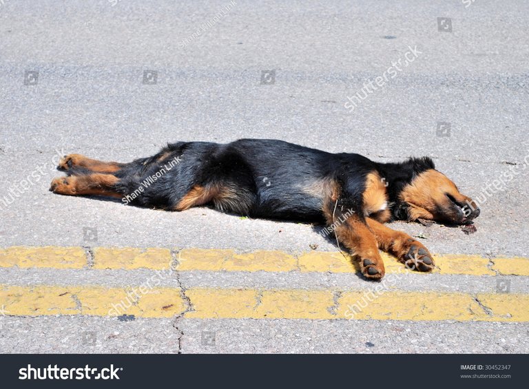 stock-photo-dog-road-kill-30452347.jpg