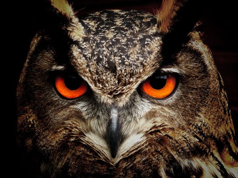 owl-bird-eyes-eagle-owl-86596.jpg