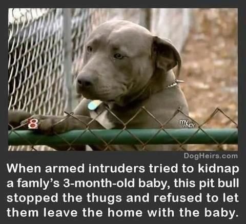 PITTBULLHERO2.jpg