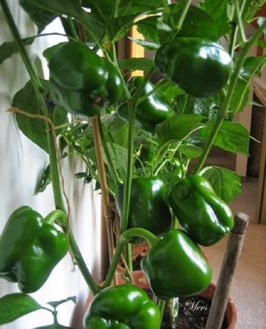 green bell pepper.jpg