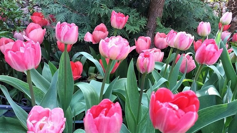 tulips 7.jpg