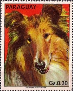 Collie-Canis-lupus-familiaris.jpg