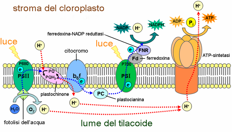 Reazioni_luce-dipendenti.png