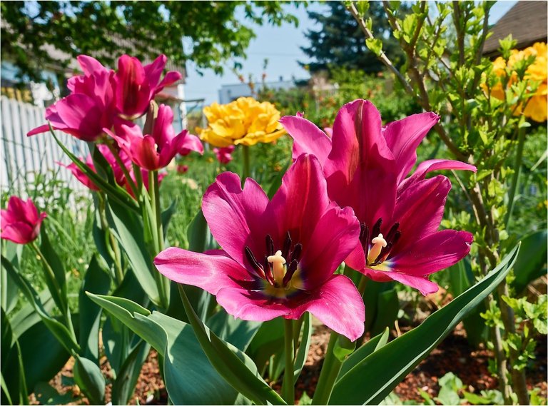 pink tulpe.JPG