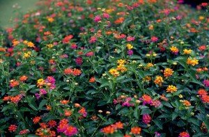 Lantana-camara-300x197.jpg