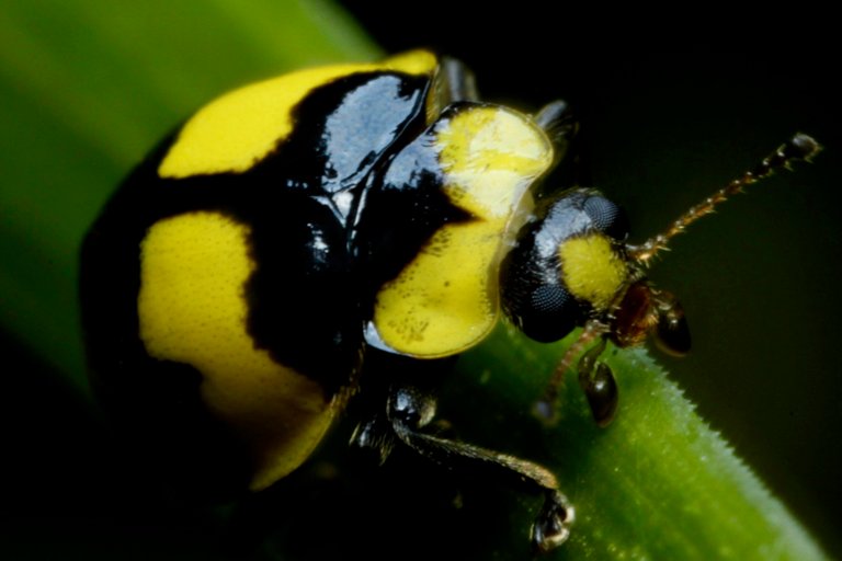 Fungus-eating Lady beetle (Illeis galbula).jpg