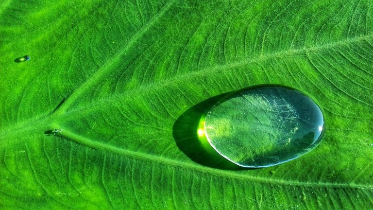 A drop water on a leaf.jpg