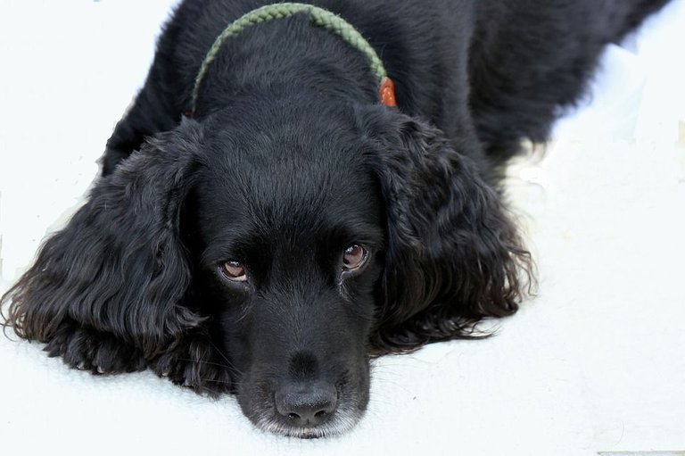 cocker-spaniel-2130398_960_720.jpg