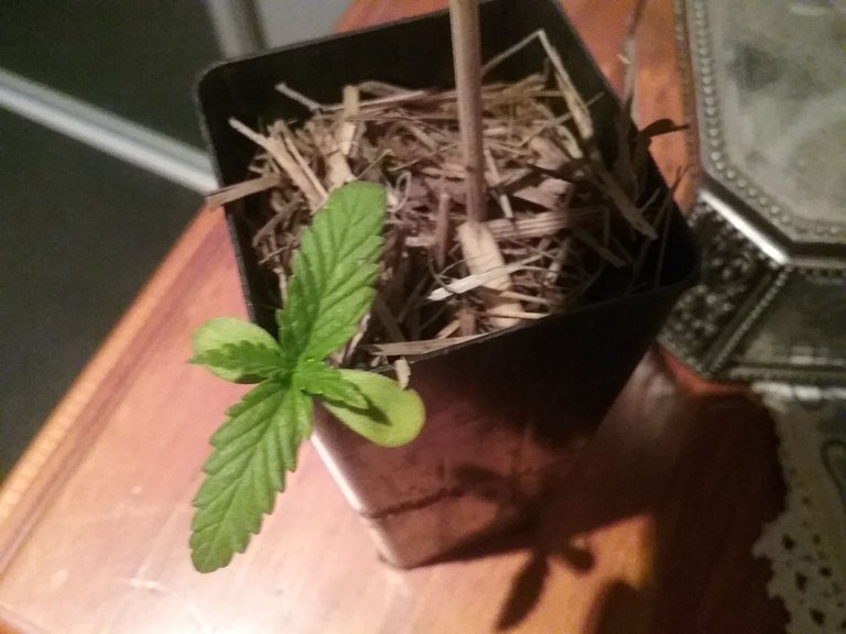 tiny weed sprout.jpg