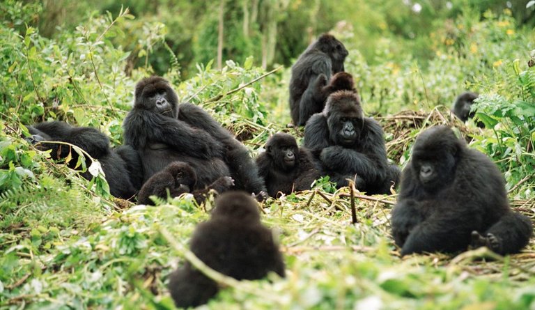 gorillas-beringei-beringei.jpg