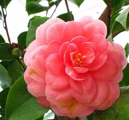 middlemist-Camelia.jpg