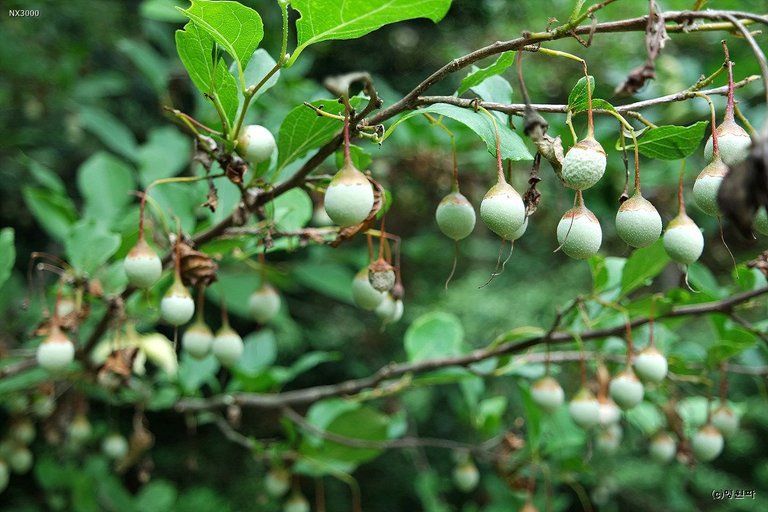 SAM_2320_Styrax japonica.jpg