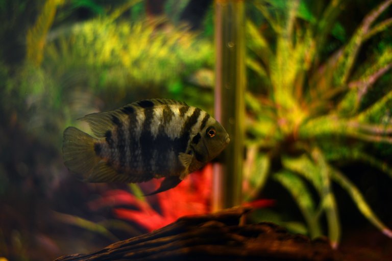 Convict Cichlid.jpg