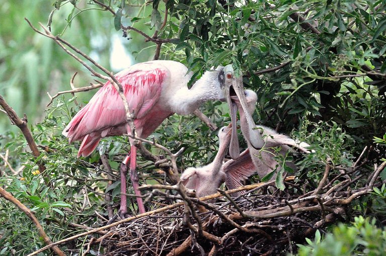 roseate-spoonbill-nest-ernst-schwarz.jpg