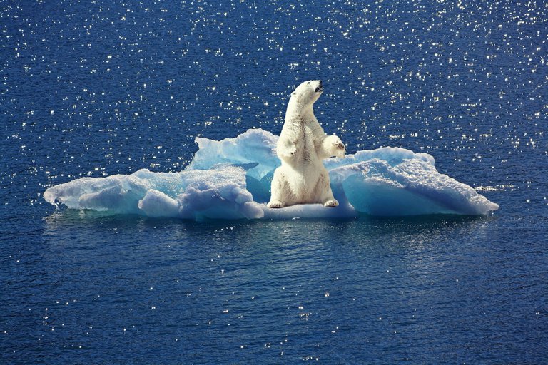 polar-bear-2199534_1920.jpg