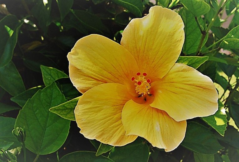 yellow hibiscus flower (2).jpg