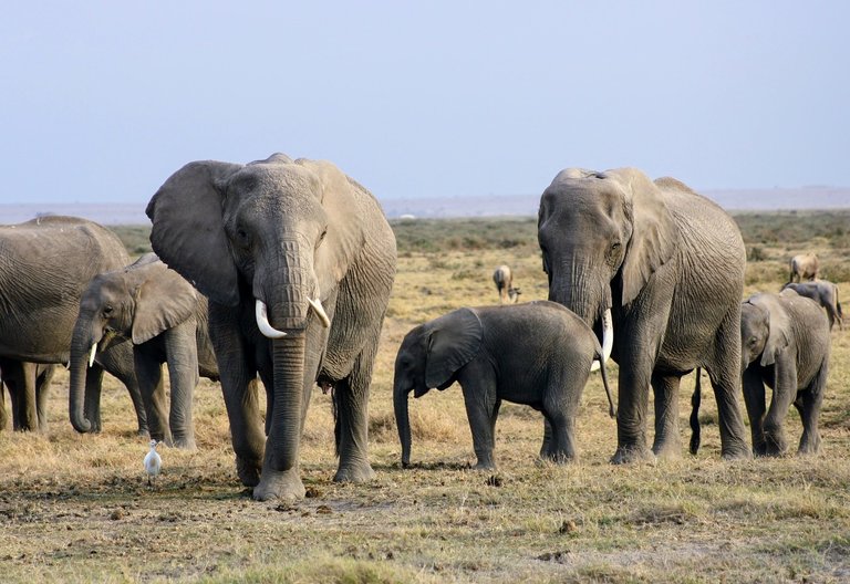 elephants-2999674_1280.jpg