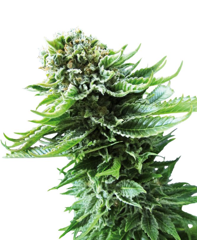 northern-lights-autoflowering-xl.jpg