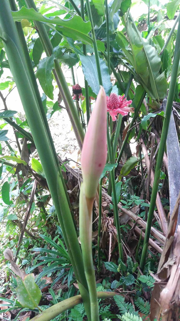 pink torch ginger 2.jpg