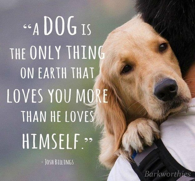 27fd8ba0d62a07c039ab0cac15857812--love-my-dog-puppy-love.jpg