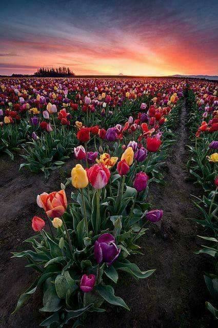 Campo de tulipanes en Oregon, EEUU.jpg