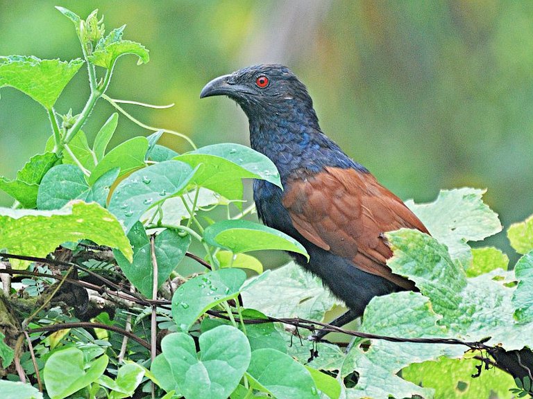 coucal-at-Coorg.jpg