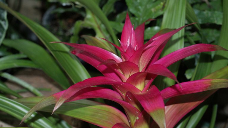 Bromeliaceae-Mendel.jpg