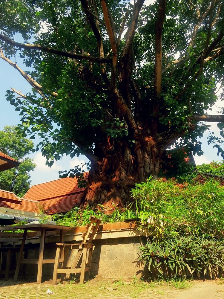 Wat Suan Dok Chiang Mai Thailand 2.jpg