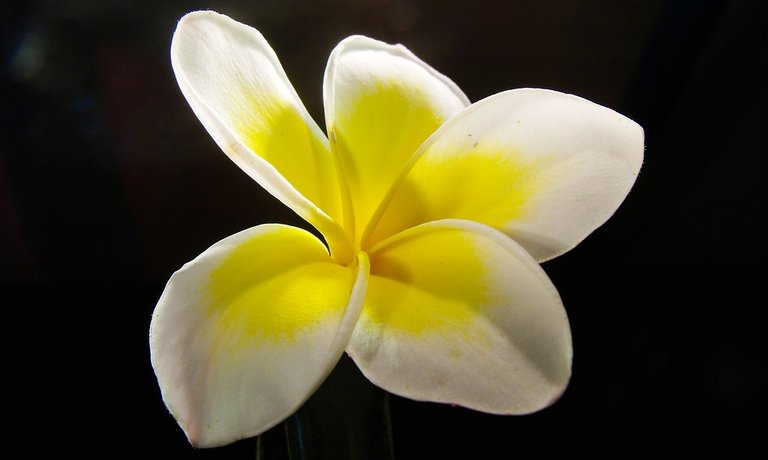 frangipani-174398_960_720.jpg