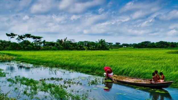 Bangladesh Sonargaon Rice Fields.JPG