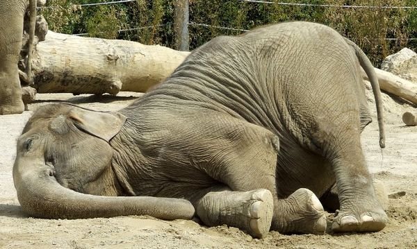 Elephant-Funny-Sleeping-Animal-Picture.jpg