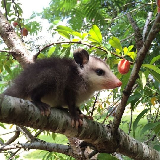 in a peach tree.jpg