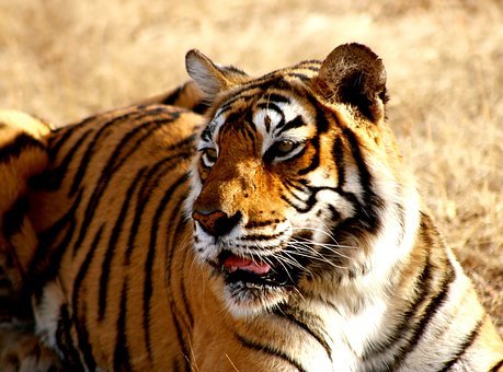 tiger-1634324__340.jpg