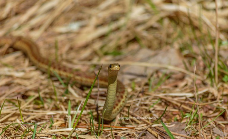 Garter Snake (Thamnophis Sirtalis).jpg