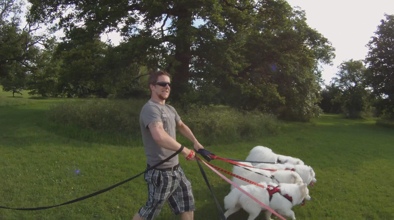 Roland walking samoyeds 2.png