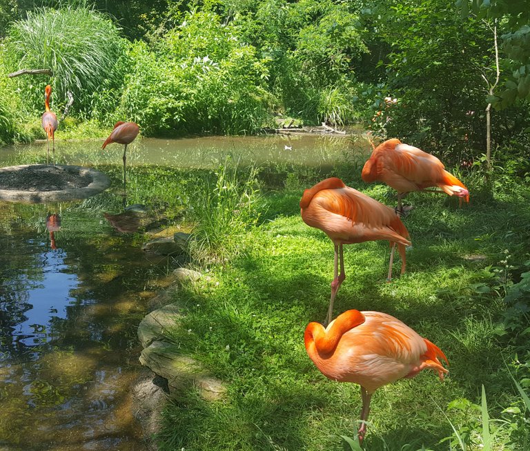 Flamingos.jpg